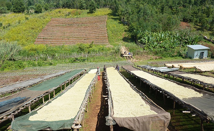 Anbassa artisan torrefacteur cafe ethiopie sidama plantation